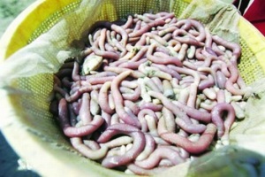 Sa Sung worm